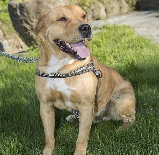 Bed & Breakfast Lambroriver Merone